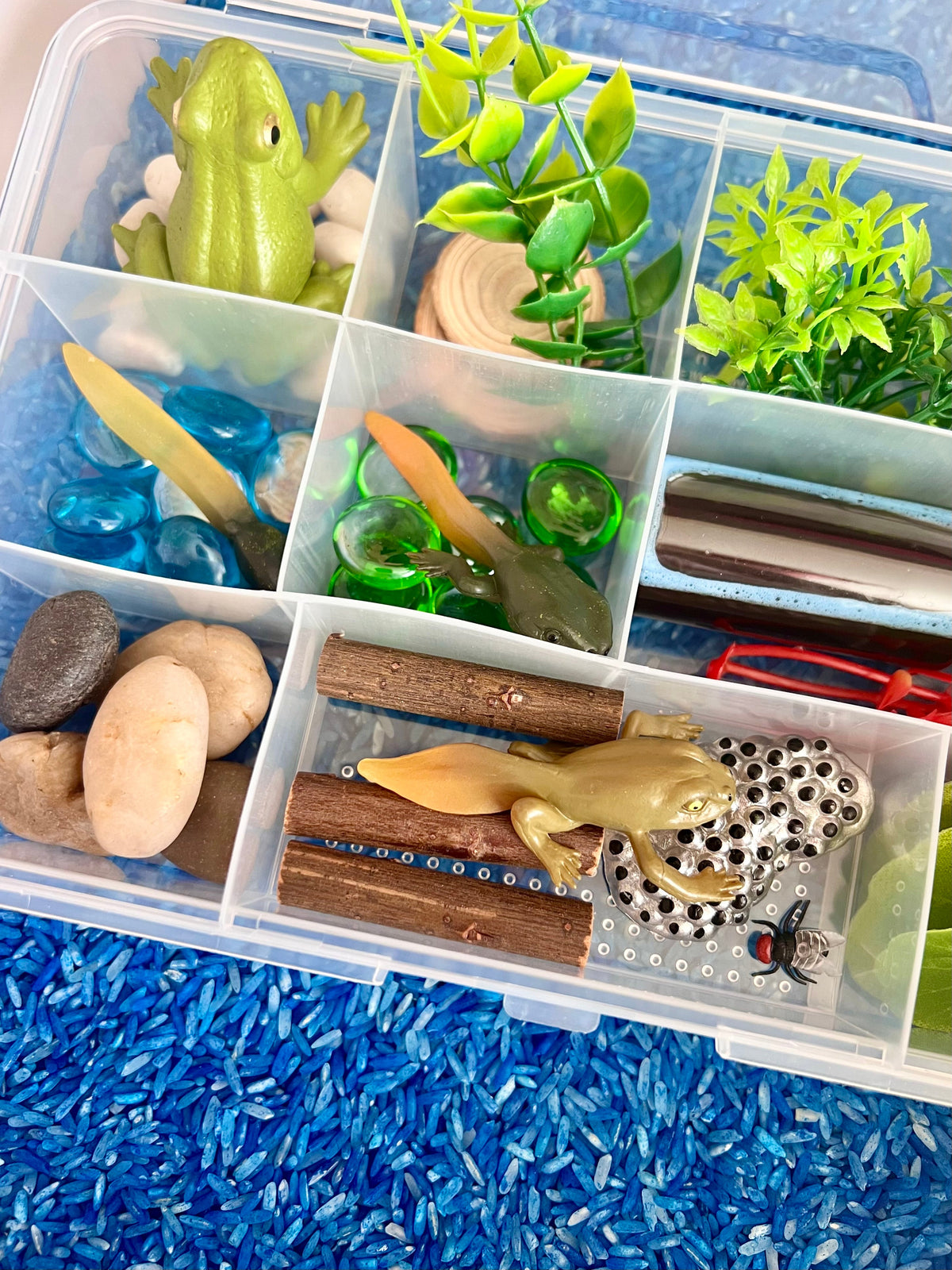 Pond Life Cycle Sensory Kit And Water Play