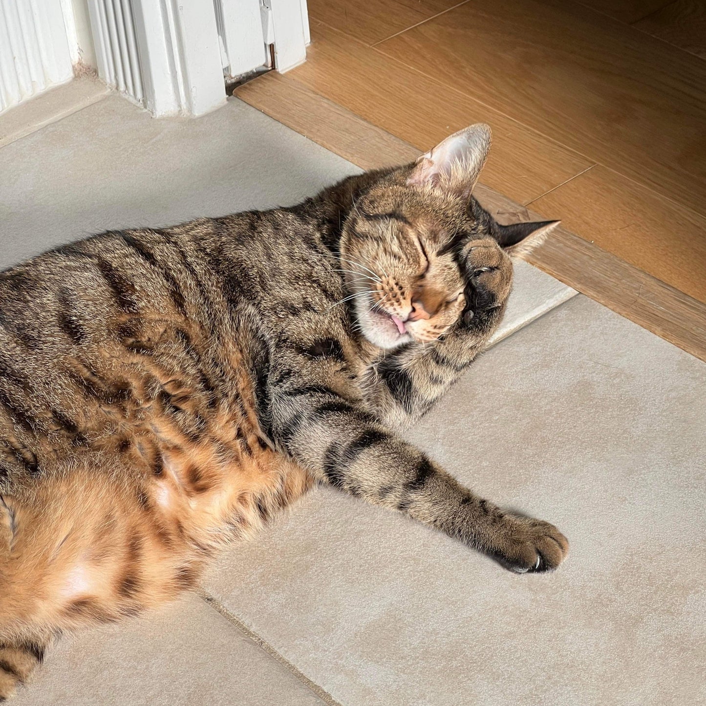 Felt Finger Puppet: "Huhu" The Brown Tabby